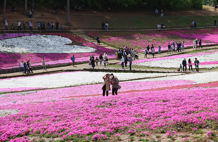 Shiba zakura  grass cherry blossoms  at Hitsujiyama Park, Saitama, Japan, are now at their best. April 23, 2023, Chichibu, Japan   People enjoy to see fully bloomed moss phlox flowers at the Hitsujiyama park in Chichibu, western Tokyo on Sunday, April 23, 2023. Some 40,000 moss phlox flowers of 10 different colors attract holidaymakers.      photo by Yoshio Tsunoda AFLO  