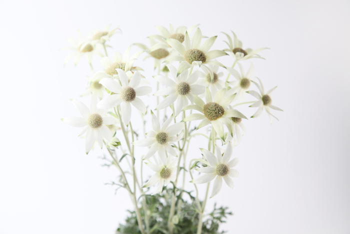 Flannel Flowers White Background