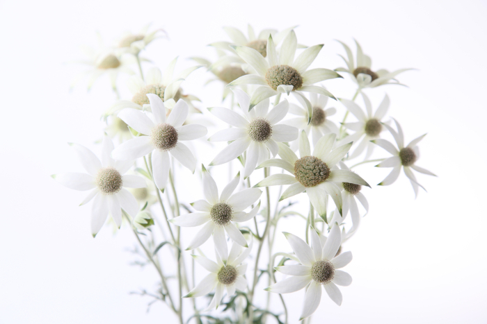 Flannel Flowers White Background