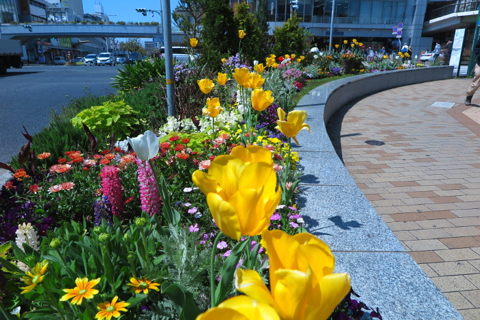 Flower beds around the perimeter of Sannomiya Crossing, Kobe City, in full spring bloom