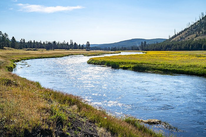 Madison River in Yellowstone National Park, USA
