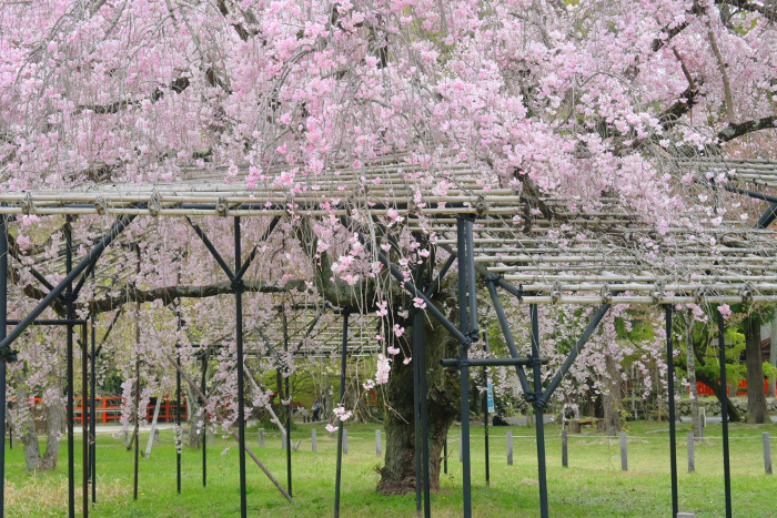 Saio cherry blossoms at Kamigamo Shrine in Kita-ku, Kyoto in April