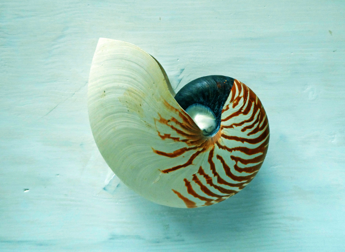 Earth History! Pictures of nautilus shells, which are considered living fossils.