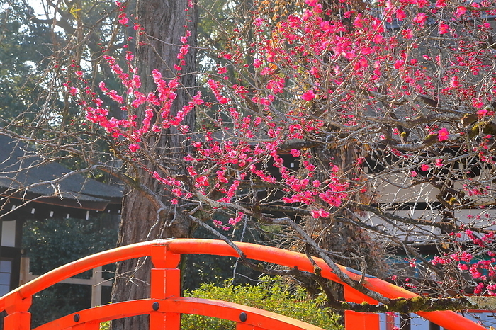 Korin's plum blossoms at Shimogamo Shrine, Kyoto City, Kyoto Prefecture