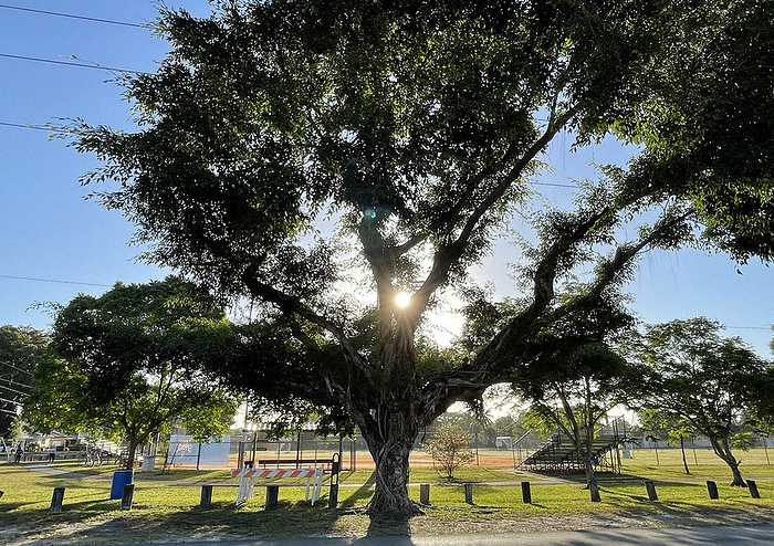 A huge tree towering over the side of the ground was basking pleasantly in the warm sunlight. A giant tree towering over the side of the ground was basking pleasantly in the warm sunlight in Miami, U.S., March 18, 2023  photo by Takeshi Inokai.