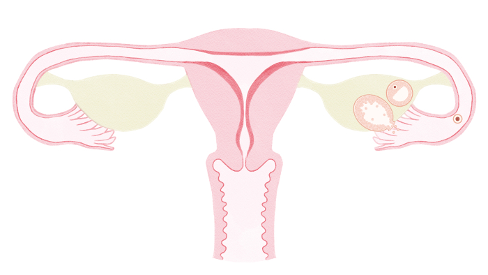 menstrual cycle(menstrual cycle)Clip art of ovulation