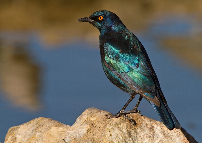 Cape Glossy Starling, Kgalagadi Transfrontier Park, Africa
