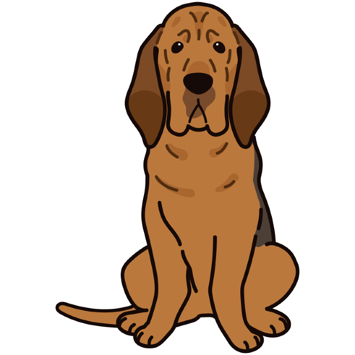 Illustration of simple and cute bloodhound sitting facing front with main line