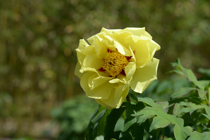 Golden Isles Botanical Flower