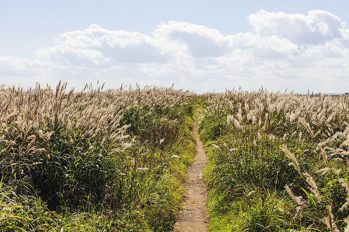 Miscanthus field and path Hokkaido