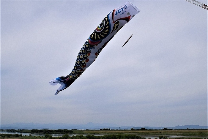 Boy s Day festival will soon be upon us Jumbo carp streamers swim gracefully, catching the wind in their bellies, at Tone River Riverside Park in Kazo City, May 3, 2023  photo by Hirohiko Kumamoto.