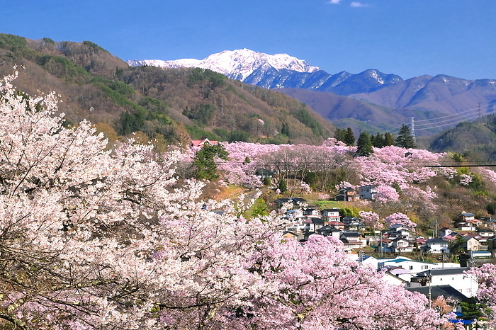 Ina City, Nagano Prefecture Snowy Southern Alps Mountains and Kohikanzakura Cherry Blossoms in Takato Joshi Park