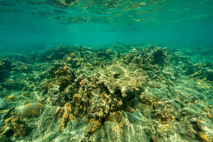 Ogasawara Dead coral dead coral reef