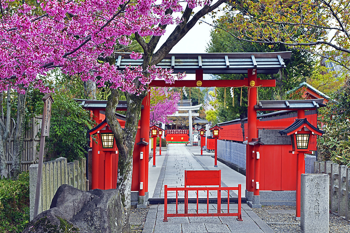 Kurumaori Shrine with blooming cherry blossoms Kyoto City, Kyoto Prefecture Kurumaori Shrine is famous as a power spot for artists and entertainers, and the names of famous personalities, from actors in period dramas to idols, line the tamagaki walls that fill the shrine grounds.
