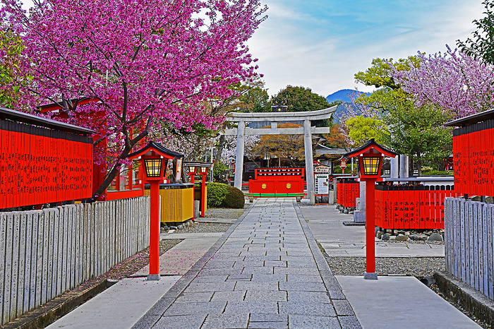 Kurumaori Shrine with blooming cherry blossoms Kyoto City, Kyoto Prefecture Kurumaori Shrine is famous as a power spot for artists and entertainers, and the names of famous personalities, from actors in period dramas to idols, line the tamagaki walls that fill the shrine grounds.