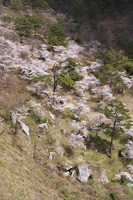 Kimimachihan Cherry Blossoms Akita Pref.