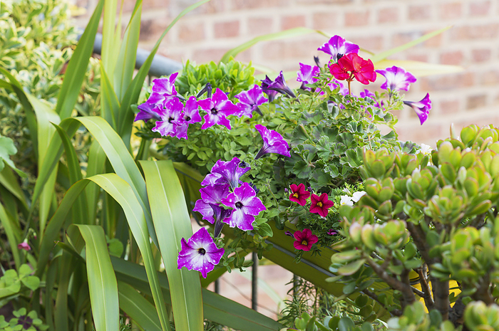 Pink petunias cultivated in balcony garden