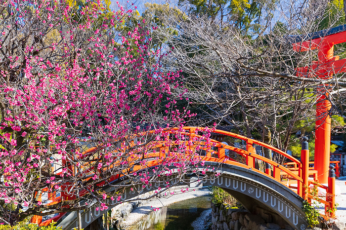 Shimogamo Jinja Shrine (World Heritage Site), Kyoto, Japan Plum blossoms by Korin Near Wabashi (Waribashi Bridge)