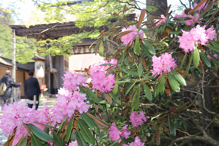 Rhododendrons in full bloom Rhododendrons at their best at Kongobuji Temple, the head temple of the Koyasan Shingon sect in Koyasan, Koyamachi, May 2, 2023, 10:20 a.m. Photo by Hiroshi Fujiwara