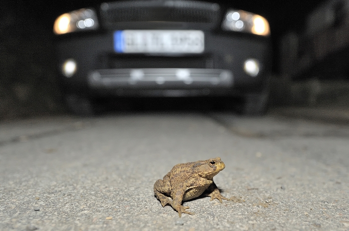 Toad migration, Common Toad (Bufo bufo) on the street in front of a car