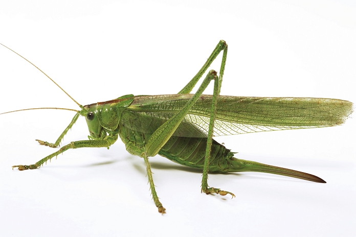 Great Green Bush-cricket, Katydid or Long-Horned Grasshopper (Tettigonia viridissima)