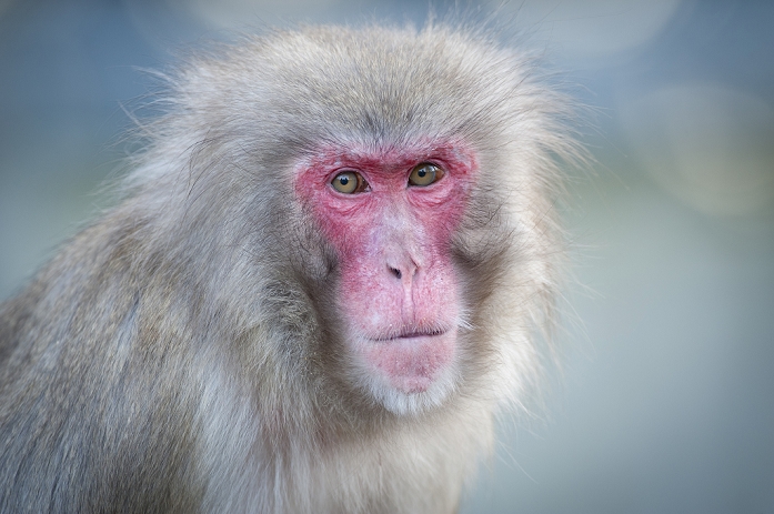 Japanese macaque  Macaca fuscata  Red faced Macaque  Macaca fuscata , portrait, Wilhelma zoological botanical garden, Stuttgart, Germany, Europe