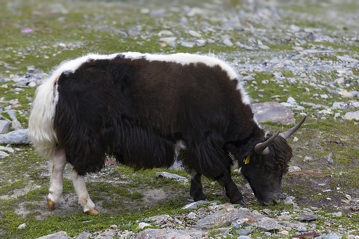  wild  yak  Bos mutus  Tibetan domestic Yak  Bos grunniens , yak, yak of Reinhold Messner, grazing on alpine pasture near mountain village Sulden, Solda, district of the municipality Stilfs, Suldental, Ortler Alps, Ortles, Vinschgau, Trentino South Tyrol, Italy, Europe