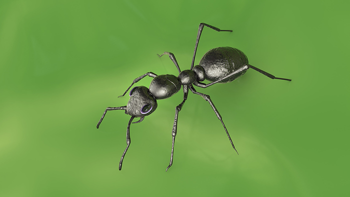 Ant, illustration Ant, computer illustration., by KATERYNA KON SCIENCE PHOTO LIBRARY