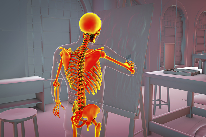 Skeleton of an artist, illustration Illustration of a male artist with a highlighted skeleton painting on canvas in his studio, computer illustration emphasizing the musculoskeletal strain and potential disorders that artists can experience., by KATERYNA KON SCIENCE PHOTO LIBRARY