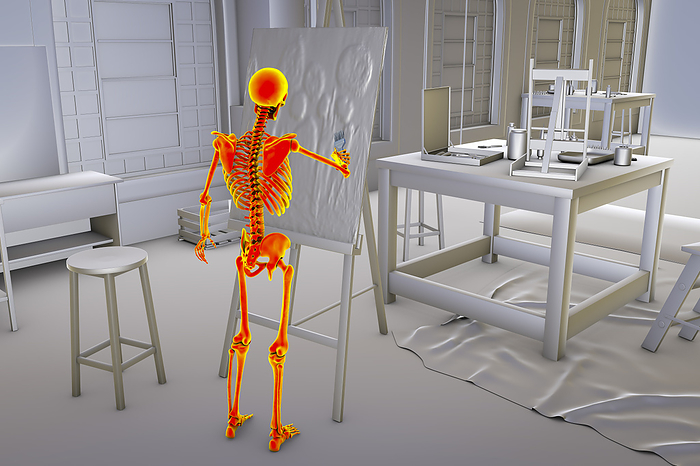 Skeleton painting in a studio, illustration. Illustration of a human skeleton painting on a canvas in a studio, computer illustration highlighting the skeletal activity involved in art making and its potential impact on the musculoskeletal system of artists., by KATERYNA KON SCIENCE PHOTO LIBRARY