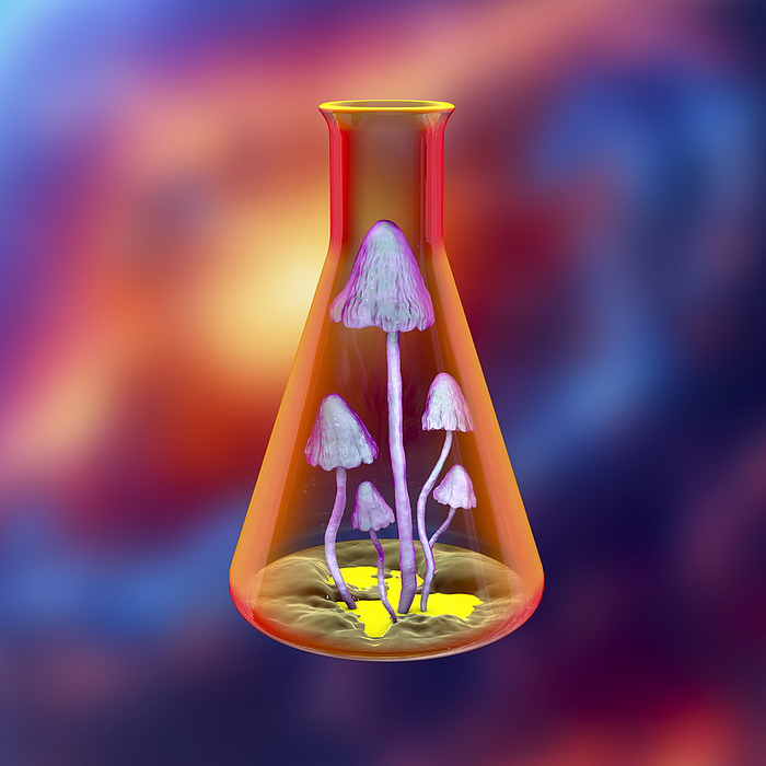 Mushrooms growing in laboratory, conceptual illustration Mushrooms growing in a laboratory. Computer illustration representing concepts of science and biotechnology, as well as biological experimentation., by KATERYNA KON SCIENCE PHOTO LIBRARY