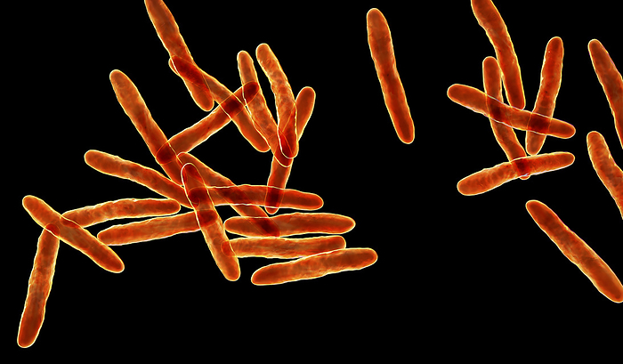 Mycobacterium ulcerans bacteria, illustration Mycobacterium ulcerans, computer illustration. This bacterium is the causative agent of Buruli ulcer, a chronic debilitating disease affecting the skin and subcutaneous tissues. it is found mainly in tropical and subtropical countries., by KATERYNA KON SCIENCE PHOTO LIBRARY