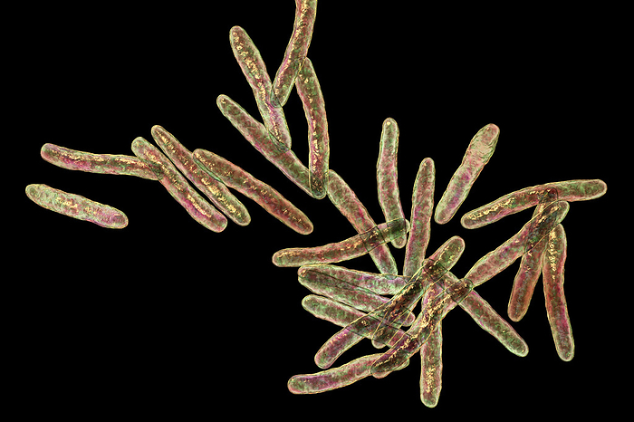 Mycobacterium ulcerans bacteria, illustration Mycobacterium ulcerans, computer illustration. This bacterium is the causative agent of Buruli ulcer, a chronic debilitating disease affecting the skin and subcutaneous tissues. it is found mainly in tropical and subtropical countries., by KATERYNA KON SCIENCE PHOTO LIBRARY