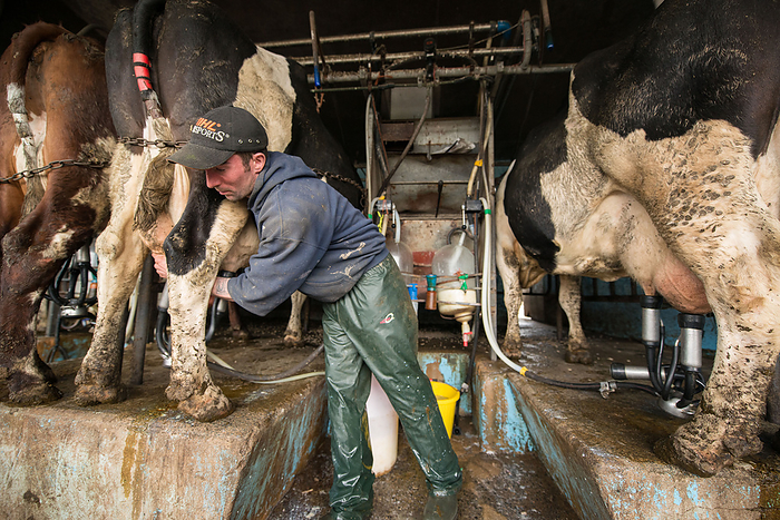 Dairy cows being milked Dairy cows being milked by a farmer., by ANDY DAVIES SCIENCE PHOTO LIBRARY