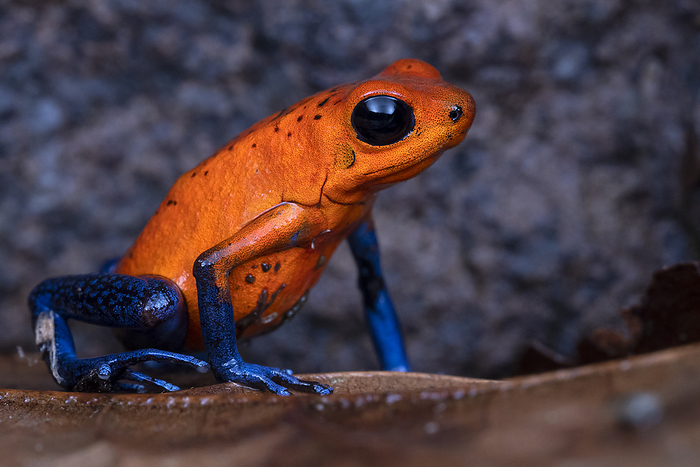 Strawberry poison dart frog Strawberry poison dart frog  Oophaga pumilio ., by NICOLAS REUSENS SCIENCE PHOTO LIBRARY