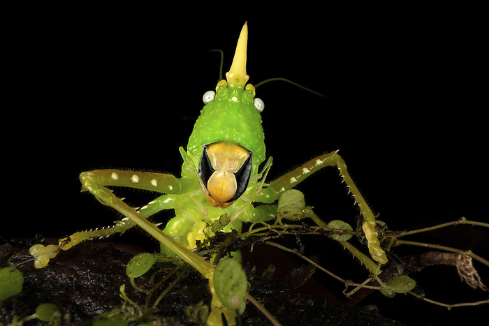 Katydid Katydid  Copiphora sp. ., by NICOLAS REUSENS SCIENCE PHOTO LIBRARY
