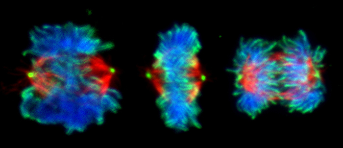 Mitosis, light micrograph Fluorescent light micrograph of cells during mitosis  nuclear division . Mitosis is the formation of two daughter nuclei from one parent nucleus. Fluorescent markers have been used to highlight DNA  deoxyribonucleic acid, blue , alpha tubulin  red , a component of microtubules, and topoisomerase II  green , an enzyme that plays a role in the condensation of chromosomes prior to mitosis. The cell at left is in prometaphase with condensed chromosomes. The cell at centre is in metaphase, where the chromosomes align along the centre of the cell. The chromosomes start to move to the opposite poles, guided by microtubules, during anaphase  right ., by DR. JUAN F. GIMENEZ ABIAN   SCIENCE PHOTO LIBRARY