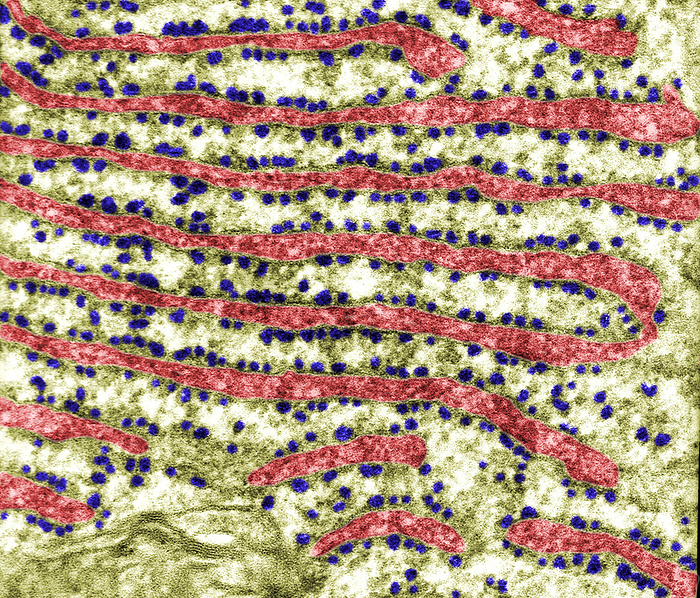 Rough endoplasmic reticulum, TEM Coloured transmission electron micrograph  TEM  of a protein synthetising cell packed with parallel cisterns of rough endoplasmic reticulum  RER  with the lumen labelled red. Ribosomes attached to cisterns are blue., by JOSE CALVO   SCIENCE PHOTO LIBRARY