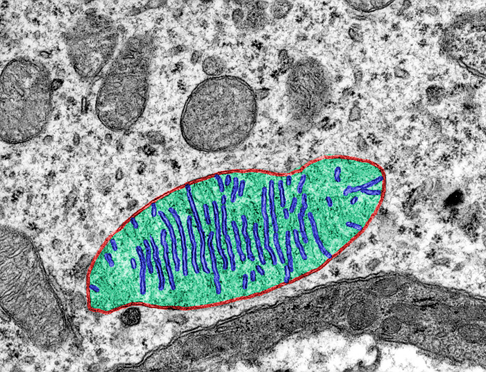 Mitochondria, TEM Coloured transmission electron micrograph  TEM  showing several mitochondria. In one of them, the outer mitochondrial membrane is labelled red, the mitochondrial cristae are blue and the matrix is light green, by JOSE CALVO   SCIENCE PHOTO LIBRARY