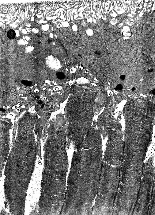 Retina photoreceptors, TEM Transmission electron micrograph  TEM  of the retina, showing the pigment epithelium with melanin granules, and the photoreceptor  rods  outer segments full of stacked membranous discs., by JOSE CALVO   SCIENCE PHOTO LIBRARY
