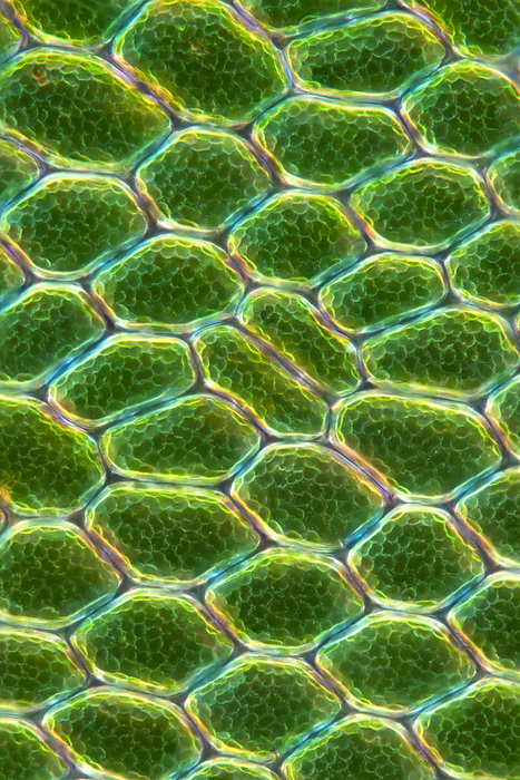 Moss  Cinclidium stygium , light micrograph Darkfield and polarised light micrograph of the underside of a moss  Cinclidium stygium  leaf. C. stygium is found in wetland habitats, such as bogs, fens, and wet meadows, in many parts of the world, including North America, Europe, and Asia. It is known for its distinctive appearance and habitat preferences. It is a small moss, usually no more than a few centimetres tall, that forms dense mats. It has a unique structure, with leaves that are curled back on themselves, giving the plant a ruffled appearance. The leaves are dark green and can be up to a centimetre long, and are arranged in dense spirals around the stem. C. stygium is an important component of wetland ecosystems, playing a crucial role in regulating water and nutrient cycles. Like other mosses, it can absorb large quantities of water, helping to retain moisture in the soil and prevent erosion. It also serves as a habitat and food source for a variety of small invertebrates, such as insects and snails, that are important components of wetland food webs. In addition to its ecological importance, the moss has been used in traditional medicine for a variety of purposes, including as a treatment for diarrhoea and as a poultice for wounds and skin irritations. Like many other wetland species, it is vulnerable to habitat destruction and other forms of human disturbance, and its populations are threatened in many areas., by KARL GAFF   SCIENCE PHOTO LIBRARY
