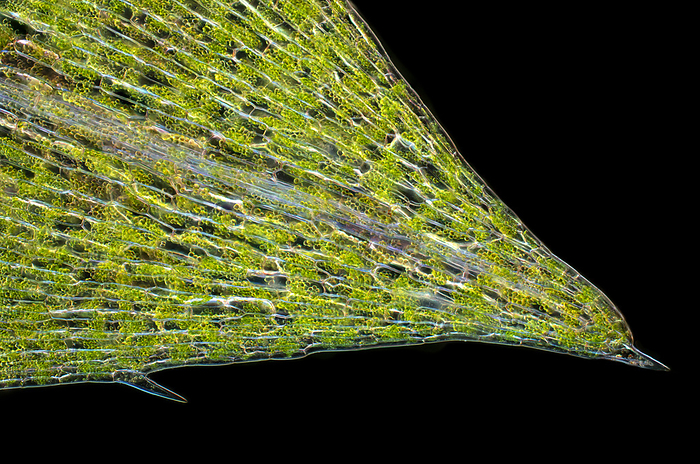 Canadian waterweed  Elodea canadenis  leaf, light micrograph Darkfield light micrograph of a Canadian waterweed  Elodea canadensis  leaf. This common aquatic plant is found in freshwater lakes, ponds, and rivers. The leaf is typically narrow and elongated, with a pointed tip. The leaf is an important part of the plant s photosynthetic machinery, as it contains specialised cells called chloroplasts, which are responsible for capturing light energy and converting it into chemical energy through photosynthesis. The chloroplasts contain the green pigment chlorophyll, which is essential for the absorption of light. Under the microscope, the leaf tip of Elodea canadensis appears as a thin, flat structure with a single layer of cells arranged in parallel rows. The cells are elongated and have a rectangular shape, with a large central vacuole and a nucleus located towards one end of the cell. The chloroplasts are located near the cell walls and appear as small green ovals or discs. The leaf tip of Elodea canadensis is an important model system for studying plant physiology and photosynthesis, as it is easy to culture in the laboratory and can be used to investigate a range of questions related to plant growth, development, and response to environmental stresses., by KARL GAFF   SCIENCE PHOTO LIBRARY