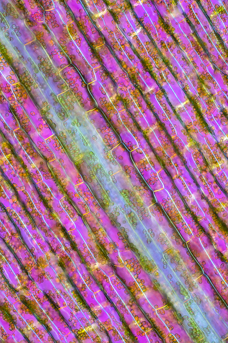 Canadian waterweed  Elodea canadenis  leaf, light micrograph Polarised light micrograph of a Canadian waterweed  Elodea canadensis  leaf. This common aquatic plant is found in freshwater lakes, ponds, and rivers. The leaf is an important part of the plant s photosynthetic machinery, as it contains specialised cells called chloroplasts, which are responsible for capturing light energy and converting it into chemical energy through photosynthesis. The chloroplasts contain the green pigment chlorophyll, which is essential for the absorption of light. Under the microscope, the leaf tip of Elodea canadensis appears as a thin, flat structure with a single layer of cells arranged in parallel rows. The cells are elongated and have a rectangular shape, with a large central vacuole and a nucleus located towards one end of the cell. The chloroplasts are located near the cell walls and appear as small green ovals or discs. The leaf tip of Elodea canadensis is an important model system for studying plant physiology and photosynthesis, as it is easy to culture in the laboratory and can be used to investigate a range of questions related to plant growth, development, and response to environmental stresses., by KARL GAFF   SCIENCE PHOTO LIBRARY