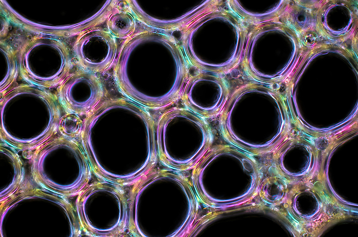 Bubble lattice of shampoo foam, light micrograph Bubble lattice of shampoo foam with glitter particles, darkfield and polarised light micrograph. Shampoo is a hair care product that is used to clean and maintain the health of the hair and scalp. It is typically a viscous liquid that is applied to wet hair and massaged into the scalp, working up a lather that helps to remove dirt, oil, and styling products from the hair. Shampoo is then rinsed out with water, leaving the hair clean and refreshed. Most shampoos contain a combination of cleansing agents, known as surfactants, that help to break down and remove dirt and oil from the hair. These can include ingredients such as sodium lauryl sulfate, sodium laureth sulfate, and cocamidopropyl betaine. In addition to surfactants, shampoos may also contain a variety of other ingredients that provide benefits such as conditioning, moisturizing, and volumising. Some common examples include proteins, vitamins, and natural oils., by KARL GAFF   SCIENCE PHOTO LIBRARY