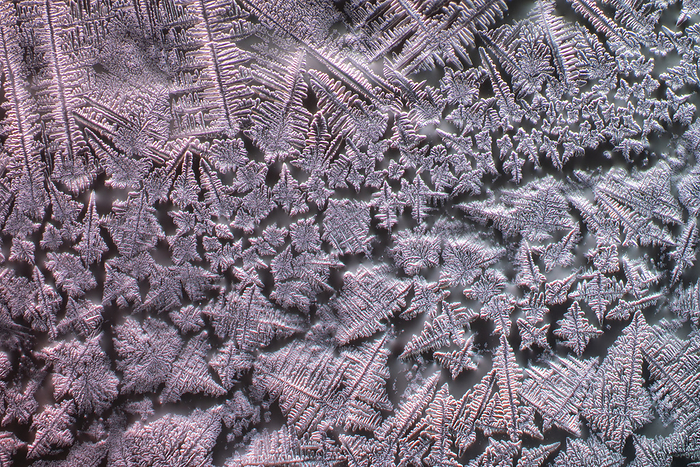 Soy sauce crystals, light micrograph Differential interference contrast  DIC  light micrograph of soy sauce crystals. Also known as  soy sauce diamonds , they are a crystalline structure that can form in soy sauce under certain conditions. Soy sauce is a traditional condiment made from soybeans, wheat, and salt, that has a complex flavour profile that is both salty and savory. The formation of soy sauce crystals is a natural process that occurs when the salt in the soy sauce begins to crystallise out of the liquid. This can happen when the soy sauce is exposed to low temperatures or when the salt concentration is particularly high. The crystals that form are typically small, transparent, and have a diamond like shape., by KARL GAFF   SCIENCE PHOTO LIBRARY