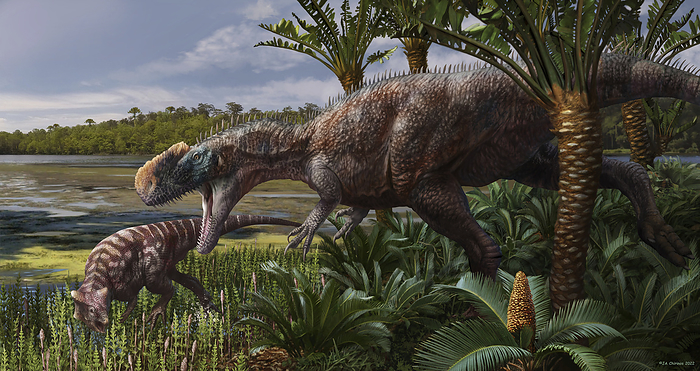 Monolophosaurus dinosaur and prey, illustration Illustration of a Monolophosaurus jiangi dinosaur with prey. This theropod dinosaur lived 180 159 million years ago in the Mid Jurassic in what is now China. It measured up to 5.7 metres in length., by JA CHIRINOS SCIENCE PHOTO LIBRARY