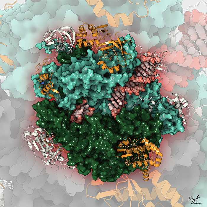 Poxvirus transcription initiation complex, illustration Illustration of the transcription initiation complex from the vaccinia poxvirus. Unlike other viruses, poxviruses do not use their host cell s machinery to replicate themselves. Instead they replicate in the cytoplasm using their own machinery. Transcription is the synthesis of a complementary strand of mRNA  messenger ribonucleic acid  from DNA  deoxyribonucleic acid, helical, pink . mRNA is the intermediary between DNA and its protein product. To initiate transcription the early transcription factor VETFs l binds to specific sites, known as promoters, on the DNA strand and triggers unwinding of the double helix. This allows the virus encoded multi subunit polymerase  vRNAP  to bind to the DNA and initiate transcription., by FRANCISCO J. ENGUITA SCIENCE PHOTO LIBRARY