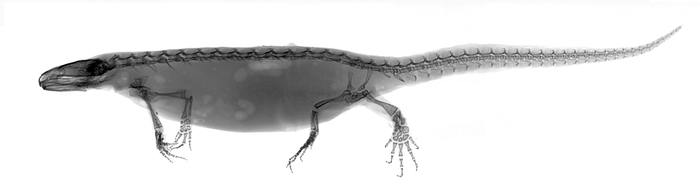 Newt, X ray Newt  subfamily Pleurodelinae , X ray., by ARIE VAN  T RIET   SCIENCE PHOTO LIBRARY