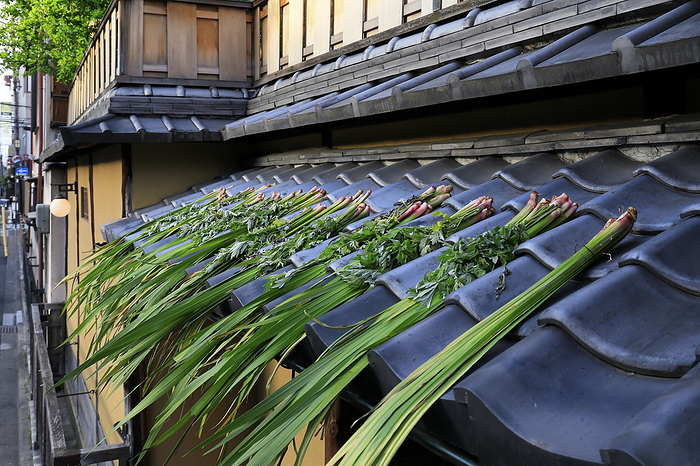 Eaves Iris Kyoto Pref. Custom of decorating the eaves with iris leaves and tansies to ward off evil spirits around the time of Dragon Boat Festival