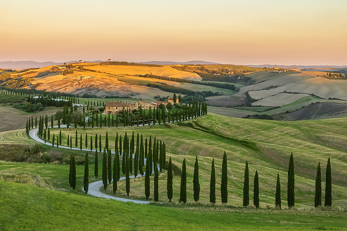 Italy, Tuscany, Treelined country road in summer at dawn